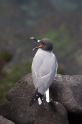 049 Swallow tailed gull 07